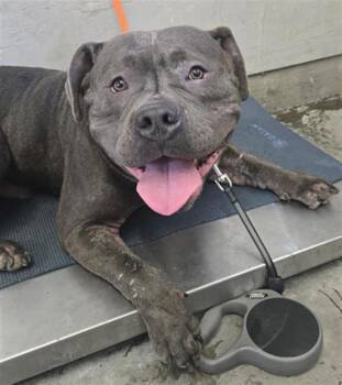 GRANITE -  Pit Bull Terrier Dog for Adoption in Camarillo, California - GRANITE | PetCurious