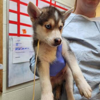 Tony -  Husky Dog for Adoption in Charlottesville, Virginia - Tony | PetCurious