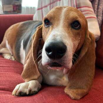 Rescue Basset Hound Dogs for Adoption in Hamilton, New Jersey - BAILEY | PetCurious