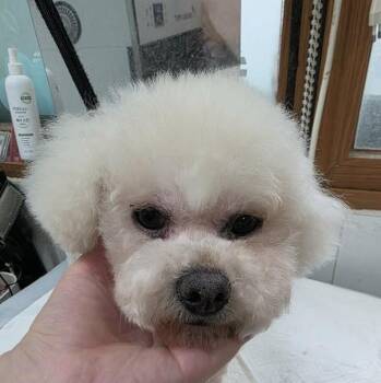 Bichon Frise Dogs Available for Adoption in Niagara Falls, Ontario - Boni (20260502-01) | PetCurious