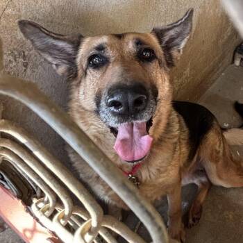 Retriever Dogs Available for Adoption - Calzone | PetCurious