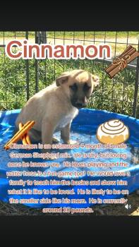 German Shepherd Dog Dogs Available for Adoption - Cinnamon | PetCurious