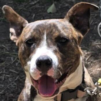 Pit Bull Terrier Dogs Available for Adoption in Montgomery, Alabama - Lollipop | PetCurious