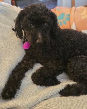 Cooper -  Poodle Dog for Adoption in Williamsburg, Virginia - Cooper | PetCurious