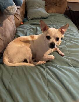 Chihuahua Dogs Available for Adoption in Topeka, Kansas - Bill-E | PetCurious