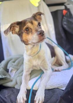Terrier Dogs Available for Adoption in Little Rock, Arkansas - Sugar | PetCurious