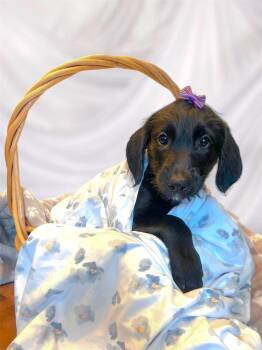 Adelaide -  Poodle Dog for Adoption in Richmond, Kentucky - Adelaide | PetCurious