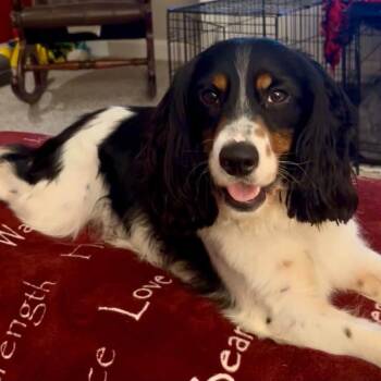 Blu -  Mixed Breed Dog for Adoption in Fredericksburg, Virginia - Blu | PetCurious