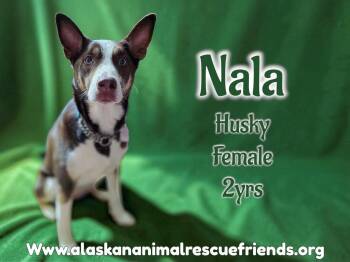 Nala -  Husky Dog for Adoption in Anchorage, Alaska - Nala | PetCurious