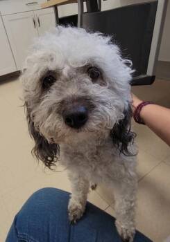 Havanese and Poodle Dogs Available for Adoption in Elmira, New York - Lola | PetCurious
