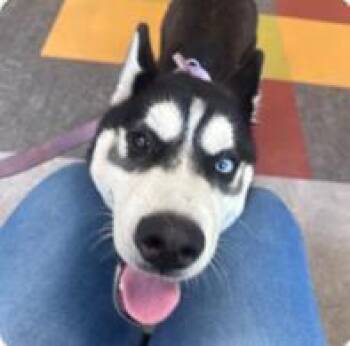 Chestnut -  Mixed Breed Dog for Adoption in West Chester, Pennsylvania - Chestnut | PetCurious
