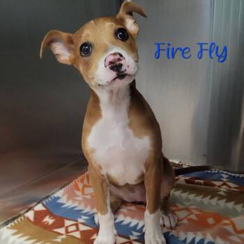 Terrier Dogs Available for Adoption in Parkersburg, West Virginia - Fire Fly | PetCurious