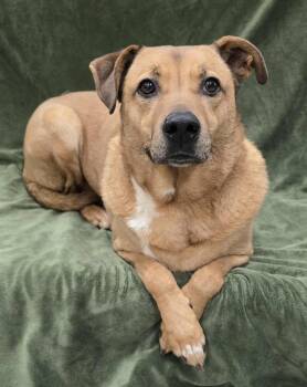 Mixed Breed Dogs Available for Adoption - Ziti | PetCurious