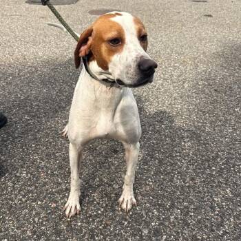 Rango -  English Pointer Dog for Adoption in Brookhaven, New York - Rango | PetCurious