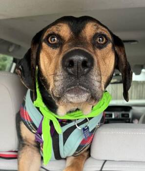Rescue Beagle and Black And Tan Coonhound Dogs for Adoption in Waldorf, Maryland - Holly Abingdon | PetCurious
