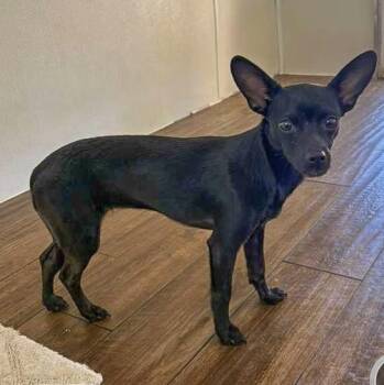 Chihuahua Dogs Available for Adoption in Marble Falls, Texas - Cayenne | PetCurious