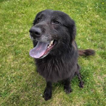 Mammy -  Mixed Breed Dog for Adoption in Pontiac, Illinois - Mammy | PetCurious