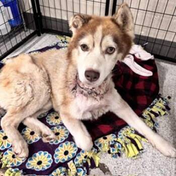 RAMBO -  Siberian Husky Dog for Adoption in Modesto, California - RAMBO | PetCurious