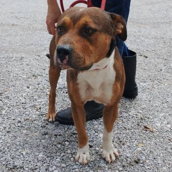 Vans -  Mixed Breed Dog for Adoption in Valley, Alabama - Vans | PetCurious