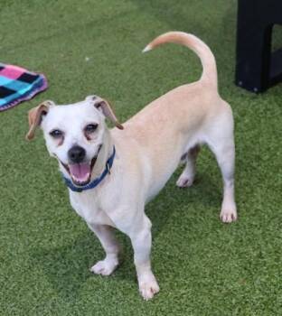Byrd -  Mixed Breed Dog for Adoption in Athens, Georgia - Byrd | PetCurious