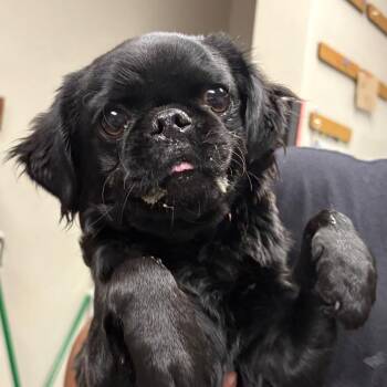 Pug Dogs Available for Adoption in Yuma, Arizona - Priscilla | PetCurious