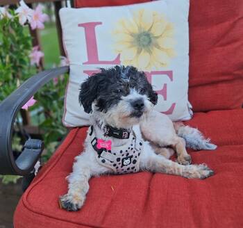 Cookie -  Miniature Poodle and Shih Tzu Dog for Adoption in Lisbon, Iowa - Cookie | PetCurious