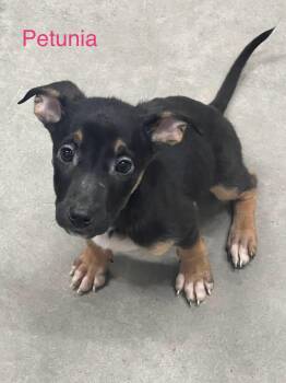 German Shepherd Dog Dogs Available for Adoption - Petunia | PetCurious