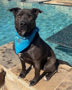 Black Labrador Retriever and Pit Bull Terrier Dogs Available for Adoption in Lavon, Texas - Oso | PetCurious