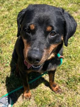 Rottweiler Dogs Available for Adoption in Auburn, Indiana - Josie / Kuma | PetCurious