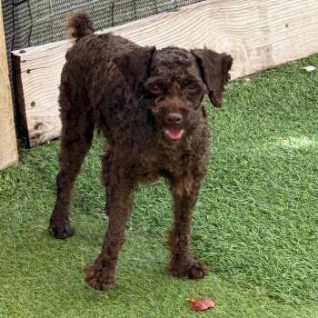Bixby 7361 -  Standard Poodle Dog for Adoption in Loxahatchee Groves, Florida - Bixby 7361 | PetCurious