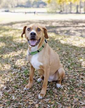 Pit Bull Terrier and Beagle Dogs Available for Adoption in Charleston, South Carolina - Maxwell | PetCurious