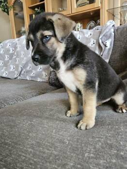 Labrador Retriever and Husky Dogs Available for Adoption in Youngsville, North Carolina - Mochi | PetCurious