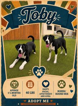 Hound and Boxer Dogs Available for Adoption in Brenham, Texas - Toby | PetCurious