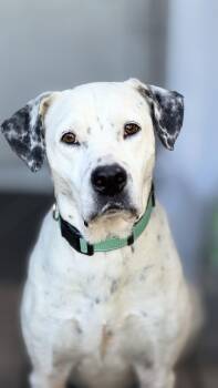 Petra -  Dalmatian and Pointer Dog for Adoption in Nahunta, Georgia - Petra | PetCurious