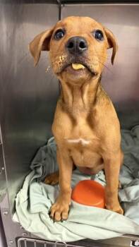 ABIGAIL -  Mixed Breed Dog for Adoption in Jacksonville, Florida - ABIGAIL | PetCurious
