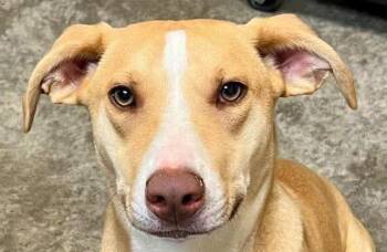Labrador Retriever and Beagle Dogs Available for Adoption in Bloomfield, Connecticut - Pleakley | PetCurious