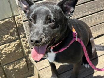 TINKER -  Dutch Shepherd and Mixed Breed Dog for Adoption in Tulsa, Oklahoma - TINKER | PetCurious