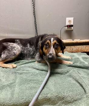 Australian Cattle Dog Blue Heeler and Mixed Breed Dogs Available for Adoption in Chillicothe, Ohio - Veterinarian | PetCurious