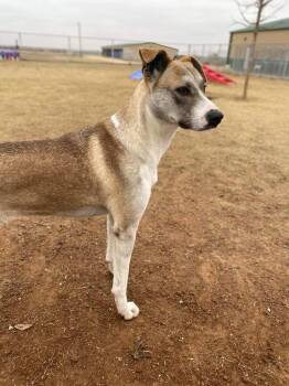 Rescue Shepherd Dogs for Adoption in Big Spring, Texas - Loretta | PetCurious