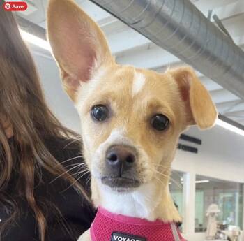 Rescue Chihuahua Dogs for Adoption in Los Angeles, California - Macy | PetCurious