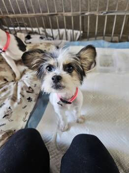 Linda Baby -  Terrier Dog Available for Adoption - Linda Baby | PetCurious