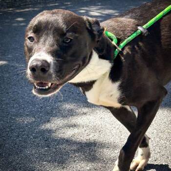Black Labrador Retriever Dogs Available for Adoption in Hollister, Missouri - Annika | PetCurious