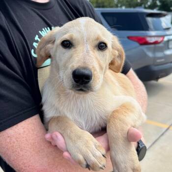Lauren -  Mixed Breed Dog for Adoption in Cape Girardeau, Missouri - Lauren | PetCurious