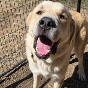 CHARLIE -  Great Pyrenees and Golden Retriever Dog for Adoption in Richmond, California - CHARLIE | PetCurious