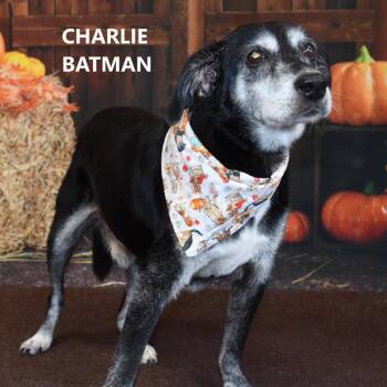 Charlie Batman -  Border Collie and Mixed Breed Dog for Adoption in Yuma, Arizona - Charlie Batman | PetCurious