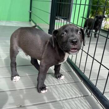 Eagle -  Pit Bull Terrier and Retriever Dog for Adoption in Bradenton, Florida - Eagle | PetCurious
