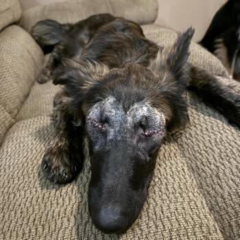 Rescue German Shepherd Dog Dogs for Adoption in Lisle, Ontario - Stevie | PetCurious