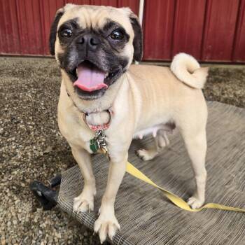Flower -  Pug Dog for Adoption in Grafton, Ohio - Flower | PetCurious
