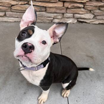 Taiko -  Mixed Breed Dog for Adoption in Fairport, New York - Taiko | PetCurious