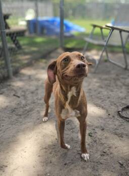Birdie -  Hound Dog for Adoption in New Bern, North Carolina - Birdie | PetCurious